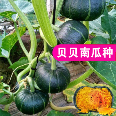 回固迷你小绿贝贝南瓜种子高产板栗蔬菜四季苗香甜春秋种籽孑绿贝贝南瓜种子20粒