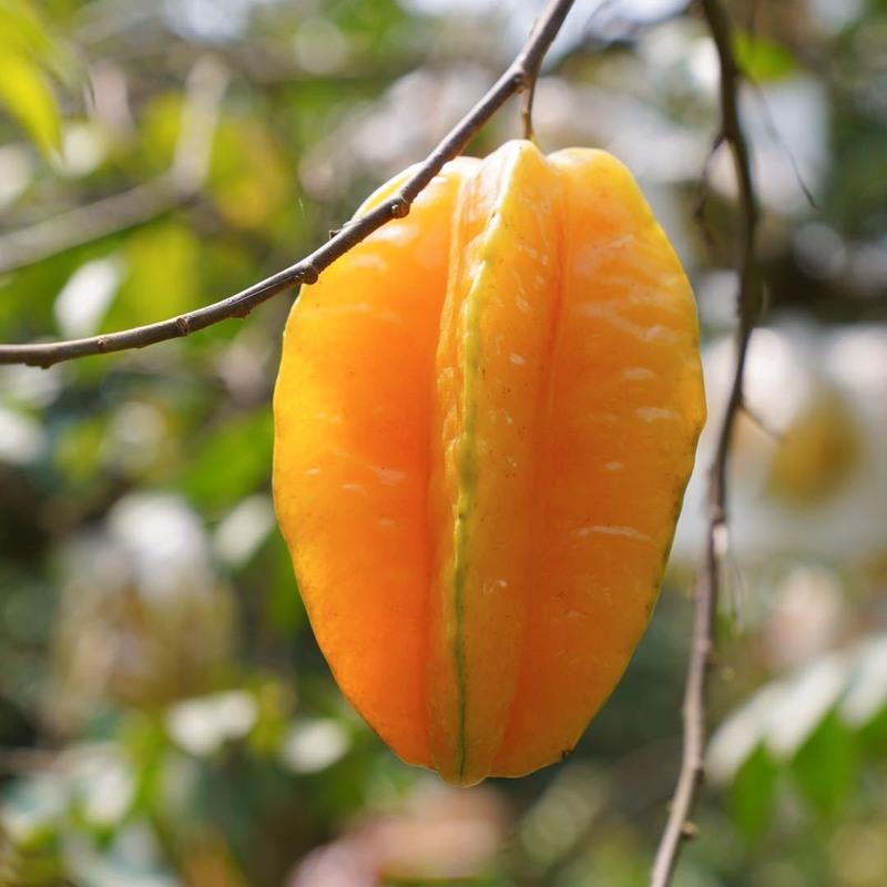 下河杨桃新鲜酸甜多汁当季时令下火 南方水果热带 杨桃3斤(5-9个装)