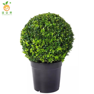 廷豪果 黄杨球 冠幅80cm /棵