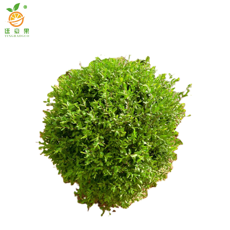 廷豪果 水蜡球 冠幅120cm /棵