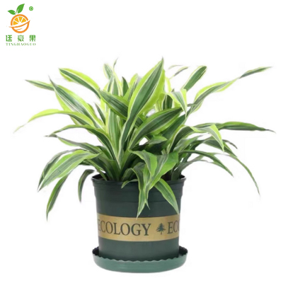 廷豪果 巴西美人盆栽 高80cm /棵