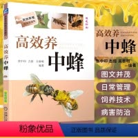 [正版] 高效养中蜂 养蜂书籍 蜜蜂养殖技术教程 中蜂养殖技术书籍科学饲养技术养蜂书籍 养殖蜜蜂书中华蜂土蜂中蜂饲养教