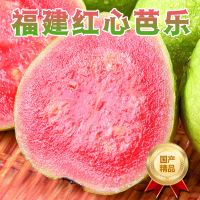 [熊猫鸟]福建红心芭乐 番石榴 净重5斤装 新鲜水果 甘甜可口
