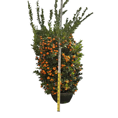 海铁科技朱砂桔60#/棵