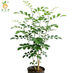 廷豪果 九里香 高40-50cm /棵