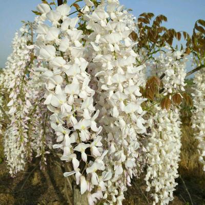 紫藤盆景排行榜