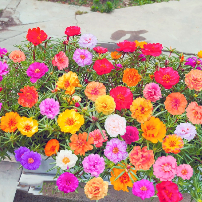 弹痕重瓣太阳花花四季播种开花阳台盆栽庭院室外花