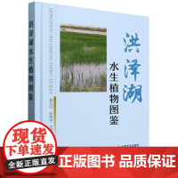 精装 洪泽湖水生植物图鉴 侯元同 张胜宇 主编 洪泽湖植物标本采集识别分类生态特征 洪泽湖水生植物百科全书识别图鉴工具书