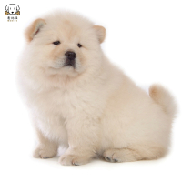 麦比佳松狮犬幼犬松狮狗狗活体纯种双血统大骨架大肉嘴松狮狗赛级面包嘴中大型家庭犬米白色黄色黑色 视频挑选