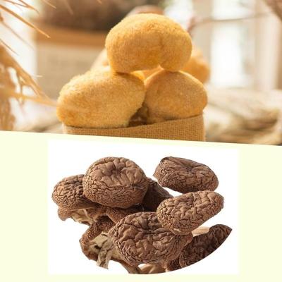 不开伞茶树菇批发农家自产茶薪菇炖罐烫煲菌类优质干货食材不开伞茶树菇250g+猴头菇250g