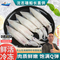 [国产][已通过核酸检测]沈志雄船长 东山岛海鲜有籽带膏小管鱿鱼笔管鱼4-7个/盒 1盒净重400g 拍2份更实惠