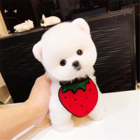 麦比佳 宠物狗狗活体博美犬幼犬活体哈多利系球体博美俊介狗狗小体玩具型血统级长不大 茶杯犬 纯白色黄色博美狗