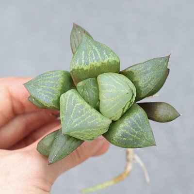 多肉植物水晶寿价格 多肉植物水晶寿最新报价 多肉植物水晶寿多少钱 苏宁易购
