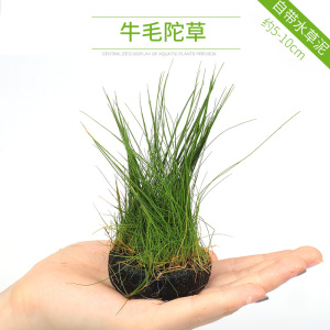 大九叶皇冠草真水草鱼缸装饰懒人水草淡水有茎类中后景性草