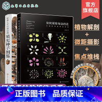 果实种子图鉴+如何观察身边的花(2册) [正版]2册 如何观察身边的花 有趣的植物解剖图鉴 世界上不可思议的果实种子图鉴