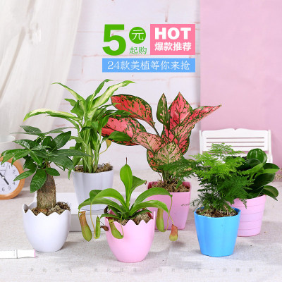 花卉盆栽发财树绿萝多肉植物新手植物盆栽室内水培绿植（含盆单杆发财树B）非常容易养殖巧妈妈