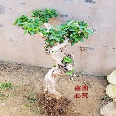 金银花苗盆栽金银花树桩盆景老桩造型精品金银花基地实拍包邮