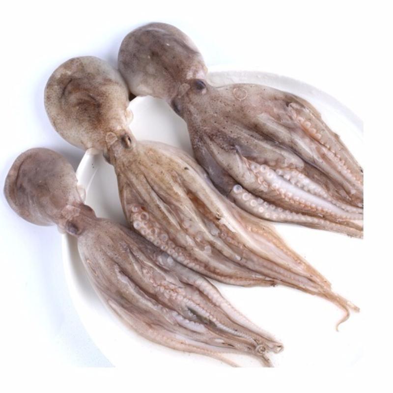 赛卡伊 新鲜八爪鱼海鲜鲜活水产火锅食材大章鱼爆头鲜活