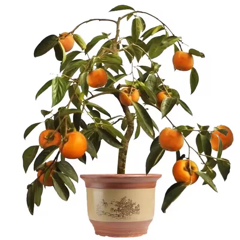 诚智旺 柿子树 直径5公分/棵