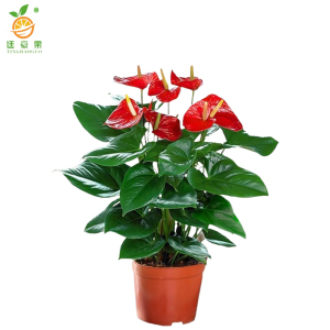廷豪果 红掌盆栽 5株 /盆