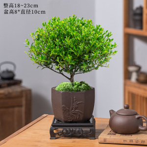 [补贴10%]小叶赤楠老桩盆栽盆景迷你植物室内花卉办公室桌面小绿植好养四季