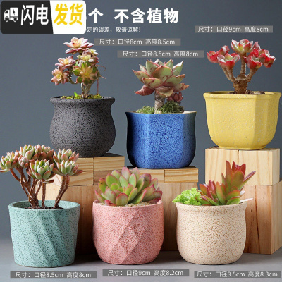 三维工匠多肉花盆陶瓷肉肉植物粗陶透气创意个性大口径中小号盆器 组合22(6个) 中等花盆容器