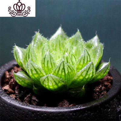 多肉植物水晶寿价格 多肉植物水晶寿最新报价 多肉植物水晶寿多少钱 苏宁易购