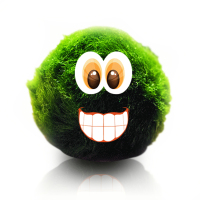 小鱼缸水族箱造景装饰真水种子植物前景懒人水藻球