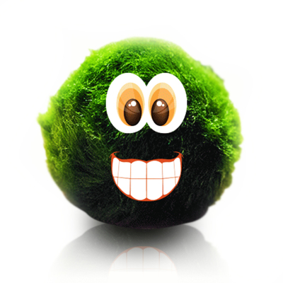 小鱼缸水族箱造景装饰真水种子植物前景懒人水藻球