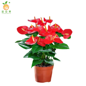 廷豪果 红掌 30cm /盆