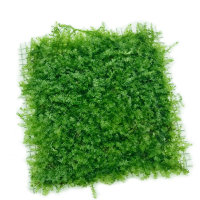 鱼缸水 莫丝水小三角莫斯珍珠莫丝 火焰莫丝 大三角莫丝