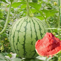 [补贴10%]8424麒麟无籽美都西瓜种籽大全种子水果瓜小南方蔬菜苗秧种孑阳台