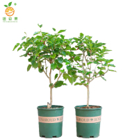 廷豪果 红桑 高30-40cm /棵