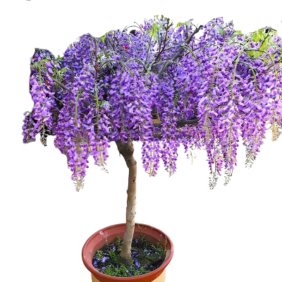 诚智旺 紫藤花 ZTH-1/棵