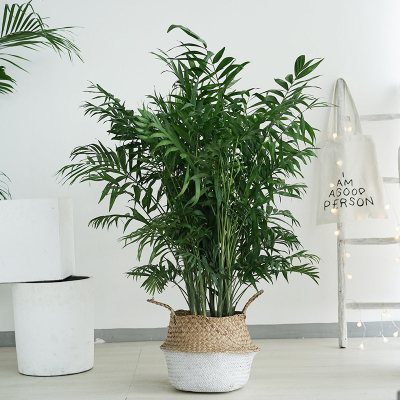 散尾葵凤尾竹室内客厅小型绿植盆栽袖珍椰子富贵椰子盆栽植物袖珍椰子-高90-110cm左右-白底竹编含盆
