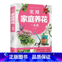 实用家庭养花+家庭养花与阳台种菜 [正版]实用家庭养花阳台种菜一本通 彩图详解 花卉养护知识 养花教程花卉知识介绍种植栽