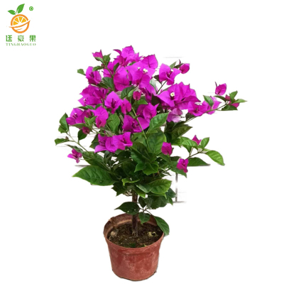 廷豪果 三角梅盆栽 冠幅80cm /株