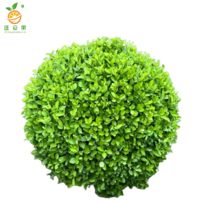 廷豪果 卫矛球 冠幅100公分 /棵