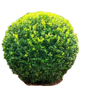 诚智旺 卫矛冬青球 60cm冠幅/个