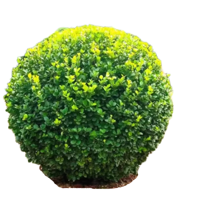 诚智旺 卫矛冬青球 60cm冠幅/个