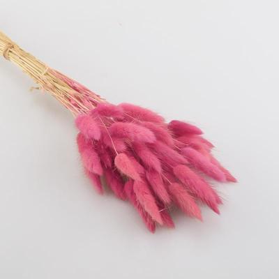 干花花束田园风干彩色狗尾巴天然干花客厅花盆花瓶仿真花永生花狗尾巴草玫红色（约50支）