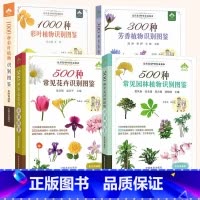 [正版]常见植物识别图鉴全4册 彩图典藏版 常见园林植物/芳香植物/彩叶植物/花卉识别图鉴 常见园林树木识别植物分类与