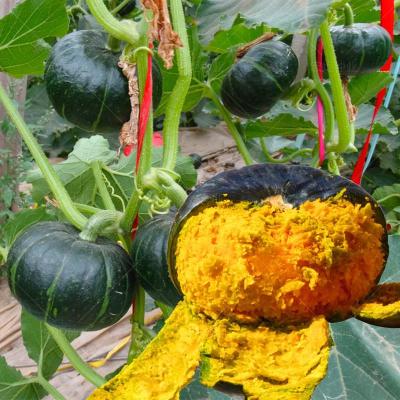 回固板栗贝贝小南瓜种籽贝贝南瓜种子板栗味贝贝南瓜种籽贝贝南瓜秧苗日本绿贝贝南瓜种子6粒