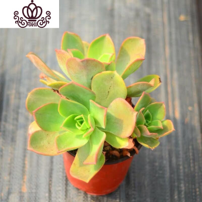 韩国多肉植物价格 韩国多肉植物最新报价 韩国多肉植物多少钱 苏宁易购