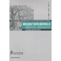 正版新书]胡杨在盐胁迫下差异表达基因的筛选以及胡杨PeSCL7基因