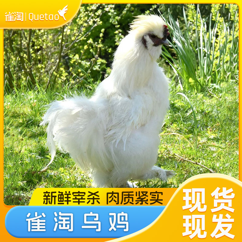 雀淘 白羽乌鸡800g/只 2只装新鲜现杀冷冻肉质鲜美农家慢养整只顺丰发货