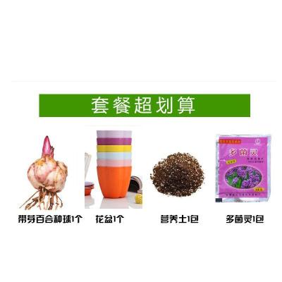 带芽香水百合种球进口大球室内绿植花苗阳台送养殖工具盆栽套餐默认颜色默认尺寸