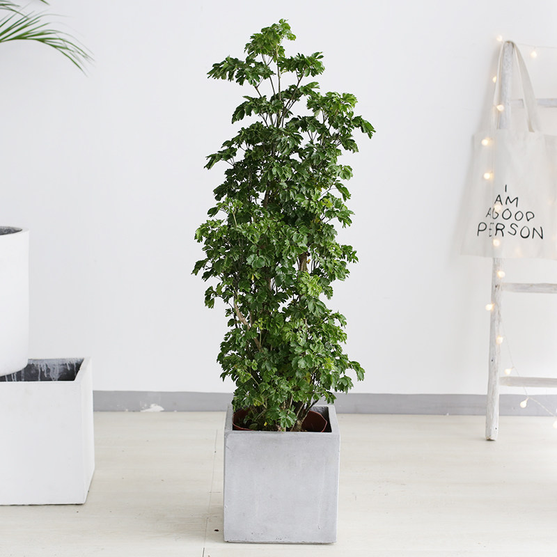 福禄桐大盆栽羽叶福禄桐盆景开业送礼客厅室内绿植大型植物 羽叶福禄