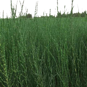 诚智旺 梭梭苗 50-60公分 /棵