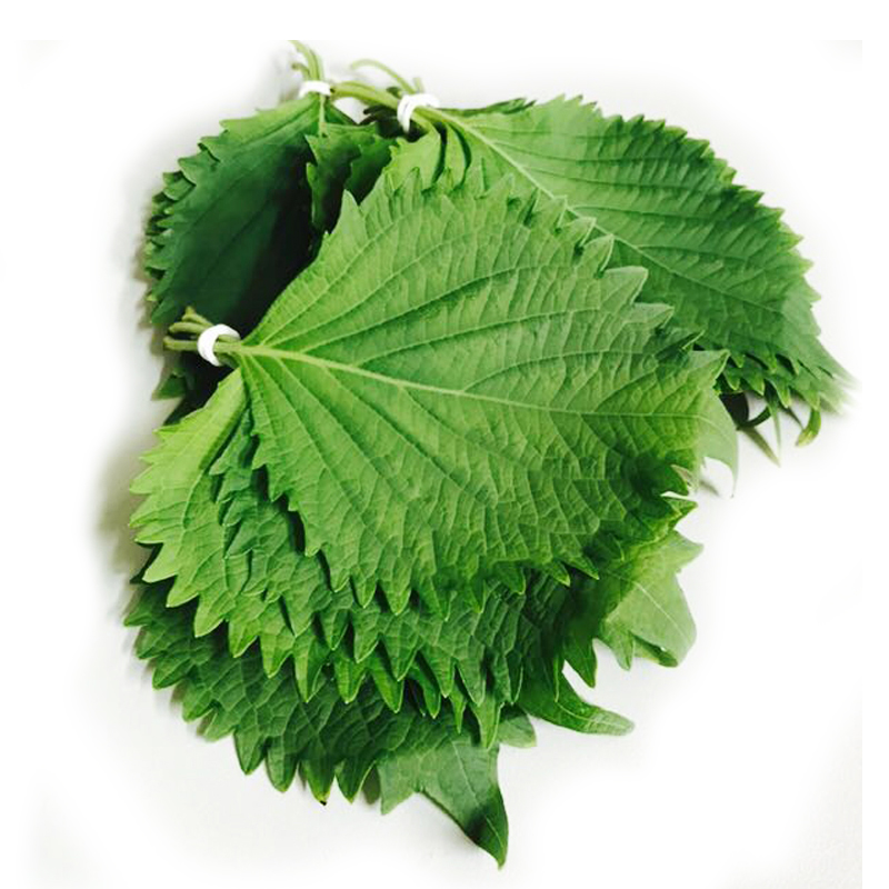 800g[顺丰]新鲜苏子叶韩国烤肉叶子料理蔬菜紫苏菜叶